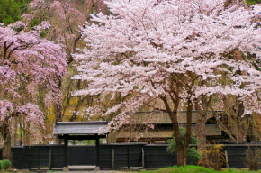 角館武家屋敷と満開の桜
