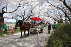 展勝地の桜と馬車